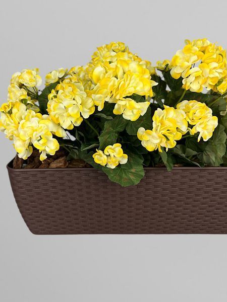 Композиція з пеларгонії у пластиковому прямокутному вазоні з плетеним дизайном, висота 40 см А858 фото