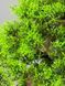 Бонсай, зелёный, 45 см Б009 фото 4